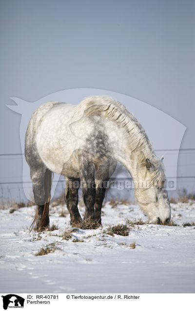 Percheron / Percheron / RR-40781