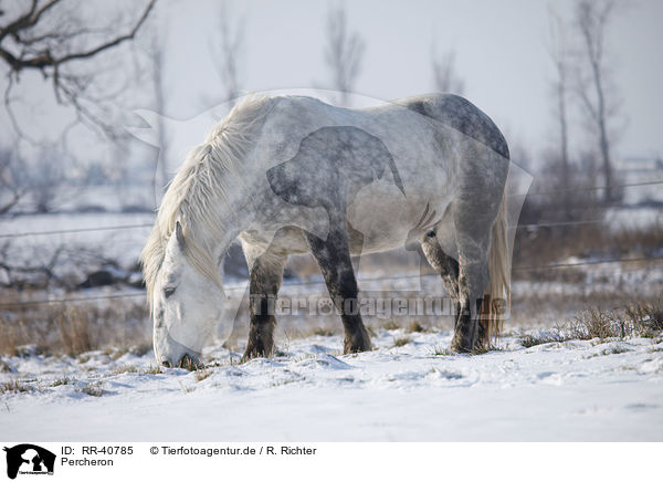 Percheron / Percheron / RR-40785