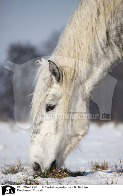 Percheron Portrait / Percheron Portrait / RR-40790