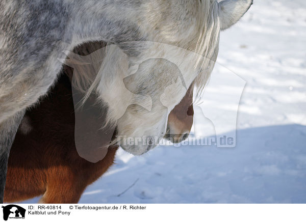 Kaltblut und Pony / coldblood and pony / RR-40814