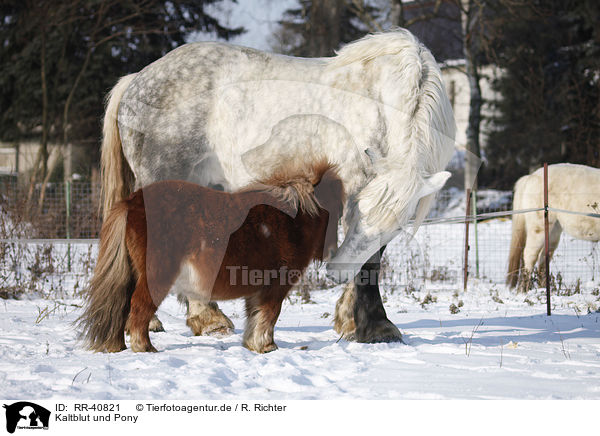 Kaltblut und Pony / RR-40821