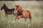 Percheron