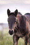 Percheron