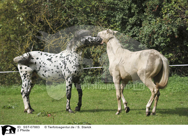 2 Pferde / 2 horses / SST-07883