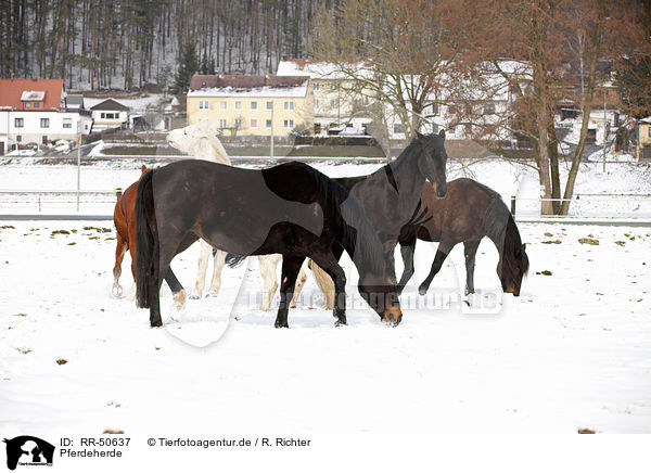 Pferdeherde / herd of horses / RR-50637