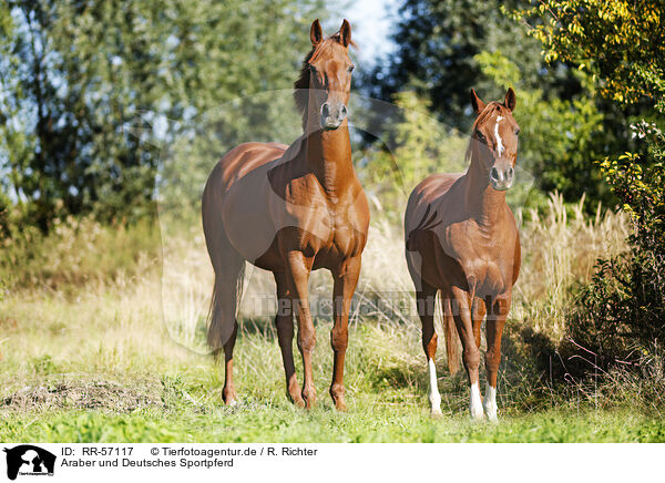 Araber und Deutsches Sportpferd / horses / RR-57117