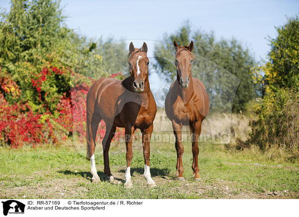 Araber und Deutsches Sportpferd / horses / RR-57169