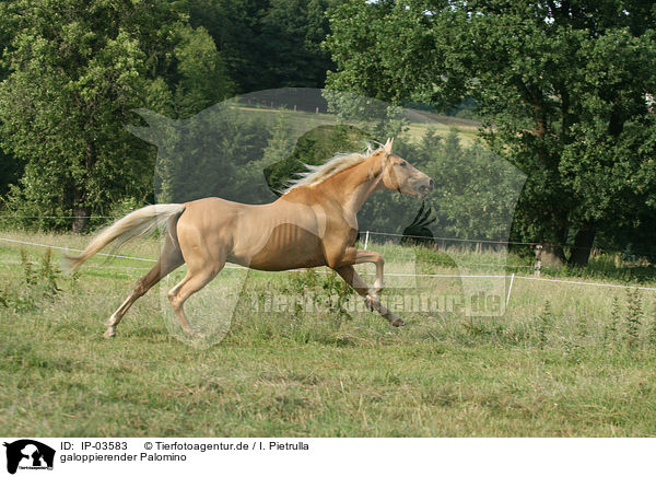 galoppierender Palomino / galloping Palomino / IP-03583