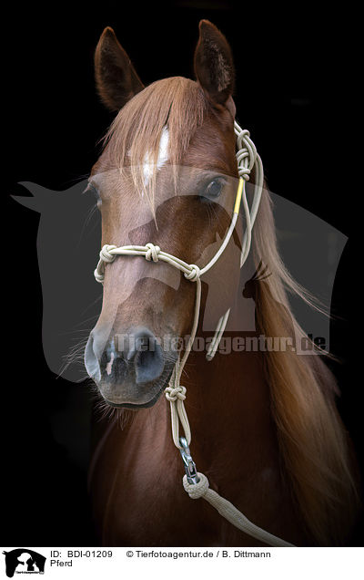 Pferd / horse / BDI-01209