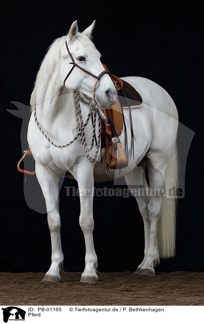 Pferd / horse / PB-01165