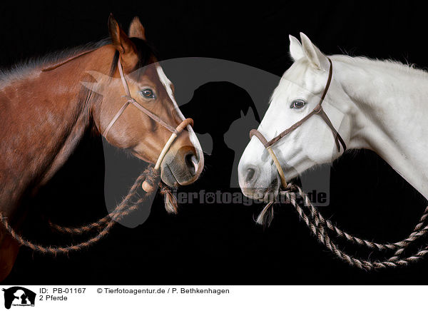 2 Pferde / 2 horses / PB-01167