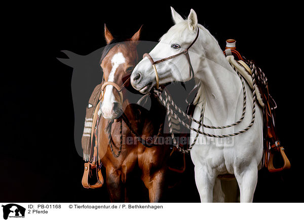 2 Pferde / 2 horses / PB-01168