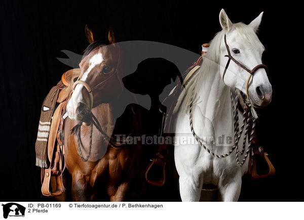 2 Pferde / 2 horses / PB-01169