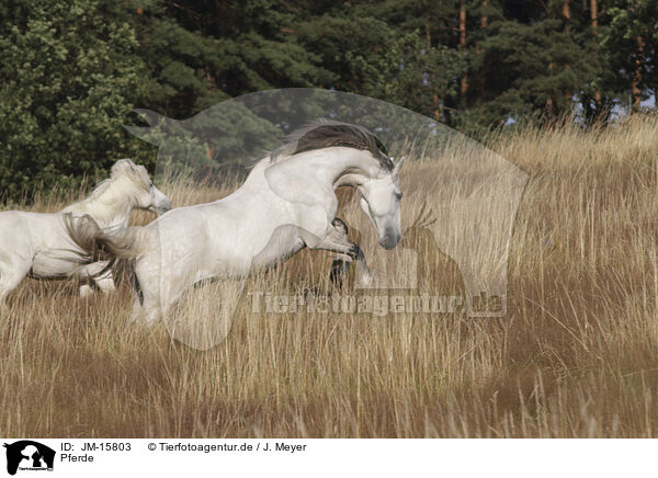 Pferde / horses / JM-15803