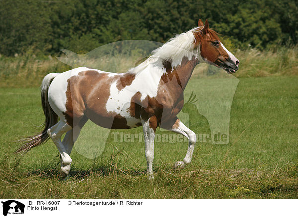 Pinto Hengst / Pinto stallion / RR-16007