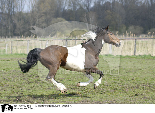 rennendes Pferd / running horse / AP-02465