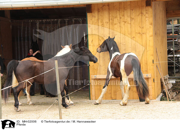 Pferde / MH-02006