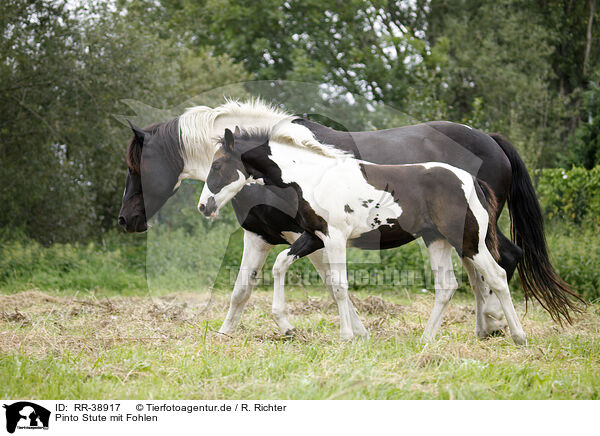 Pinto Stute mit Fohlen / Pinto mare with foal / RR-38917