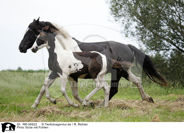 Pinto Stute mit Fohlen / Pinto mare with foal / RR-38922