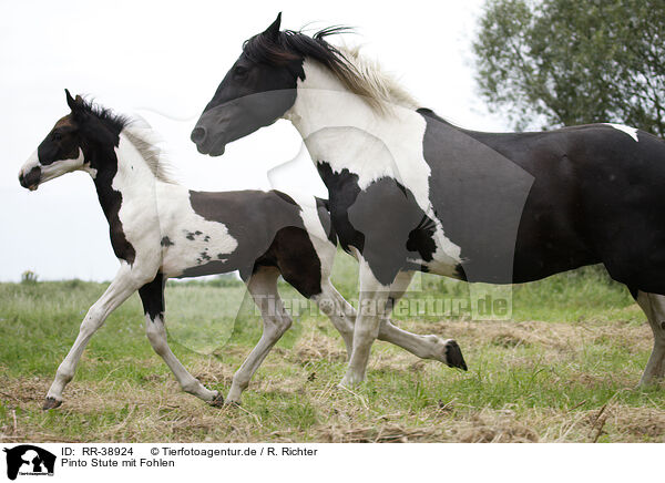 Pinto Stute mit Fohlen / Pinto mare with foal / RR-38924