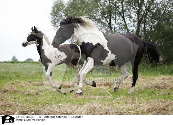 Pinto Stute mit Fohlen / Pinto mare with foal / RR-38927