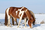 Pferde im Schnee