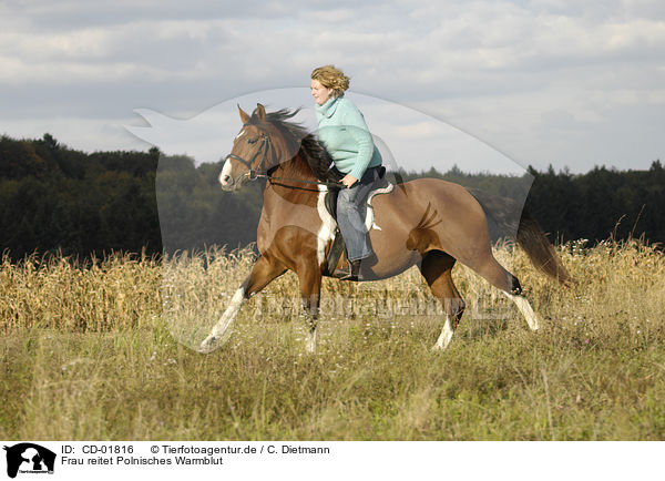 Frau reitet Polnisches Warmblut / woman rides Polish warmblood / CD-01816