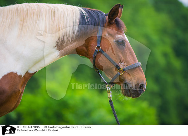 Polnisches Warmblut Portrait / SST-17035