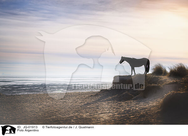 Polo Argentino / Argentine Polo Horse / JQ-01913