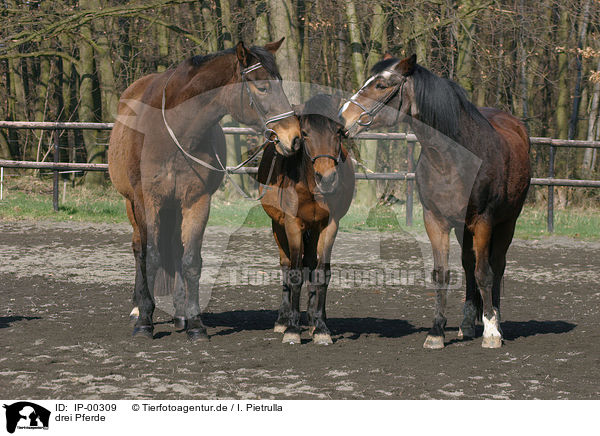 drei Pferde / IP-00309