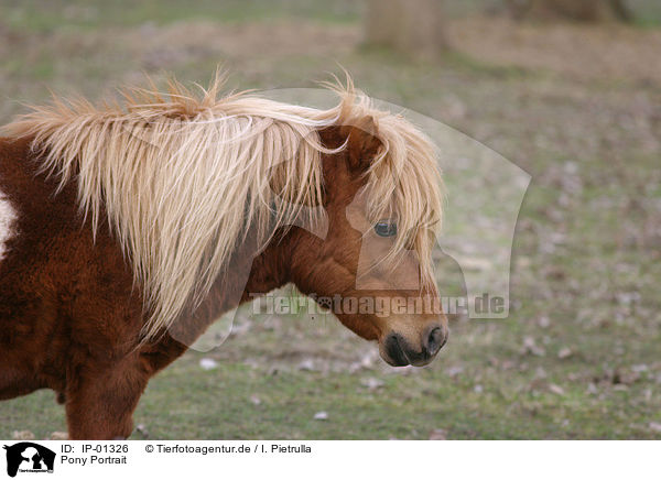 Pony Portrait / IP-01326