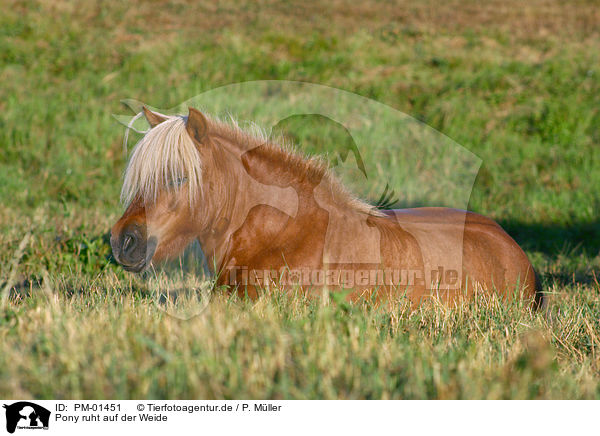 Pony ruht auf der Weide / PM-01451