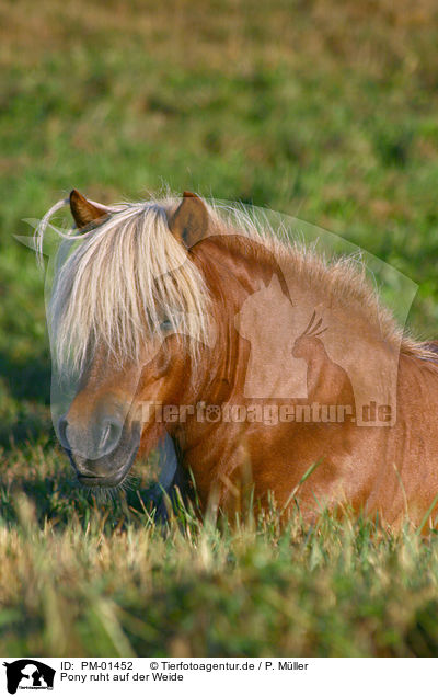 Pony ruht auf der Weide / PM-01452