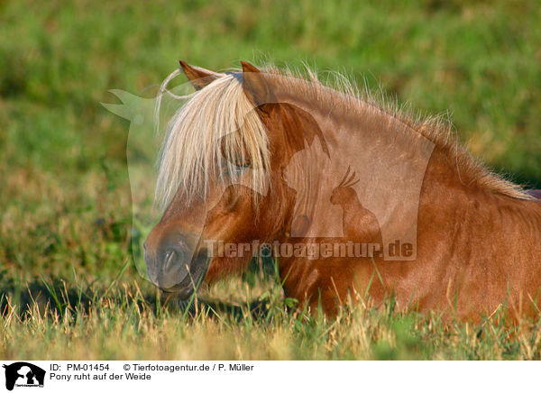 Pony ruht auf der Weide / lying pony / PM-01454