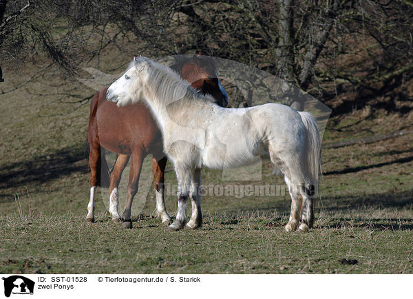 zwei Ponys / SST-01528