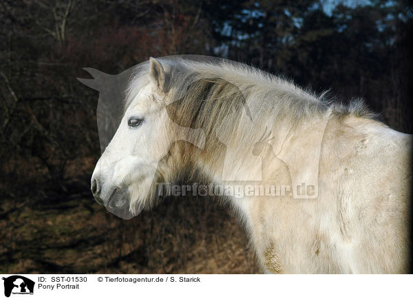 Pony Portrait / SST-01530