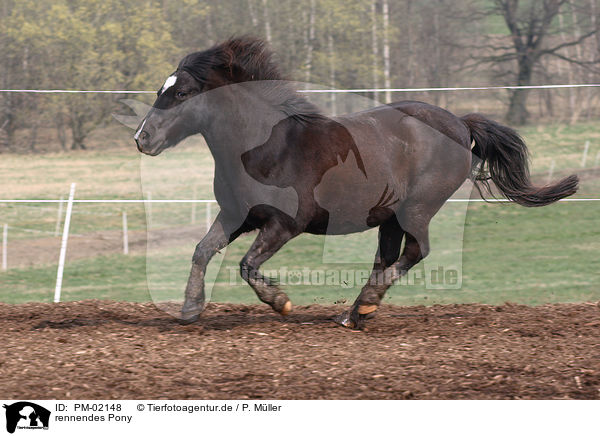 rennendes Pony / PM-02148