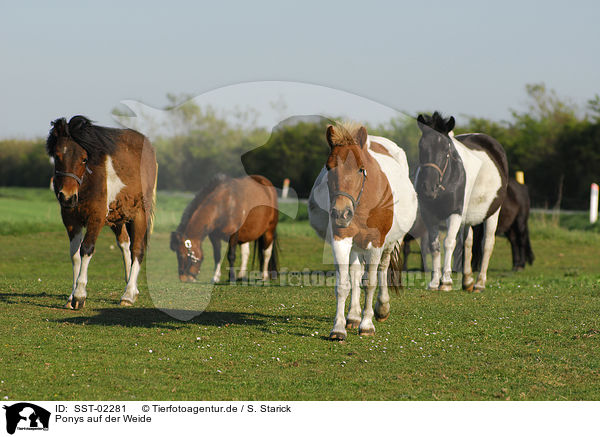 Ponys auf der Weide / SST-02281