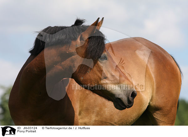 Pony Portrait / Pony Portrait / JH-03124