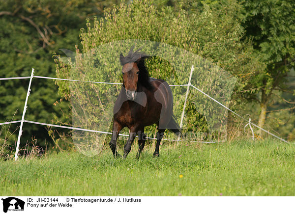Pony auf der Weide / pony on meadow / JH-03144
