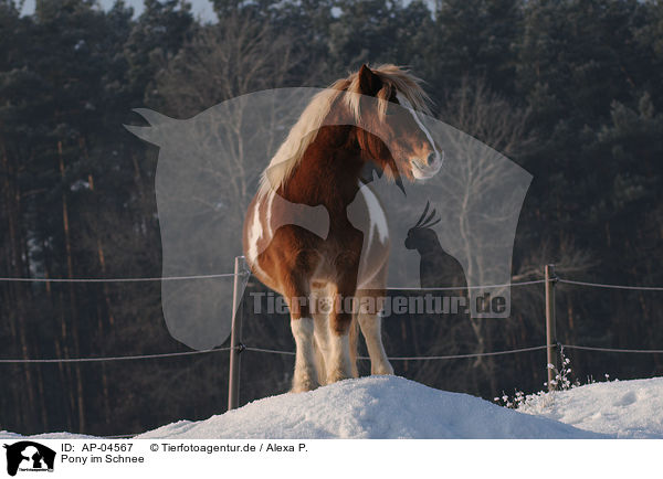 Pony im Schnee / AP-04567