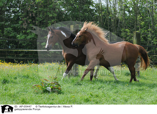 galoppierende Ponys / galloping ponys / AP-05447