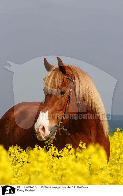Pony Portrait / JH-09410