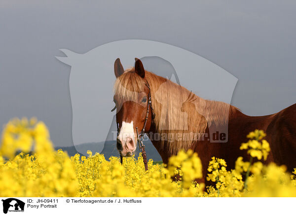 Pony Portrait / JH-09411