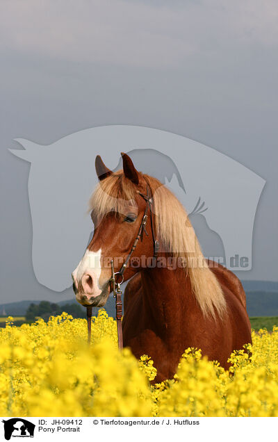 Pony Portrait / JH-09412