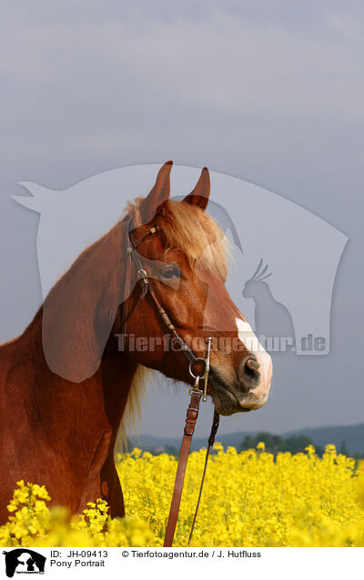 Pony Portrait / JH-09413
