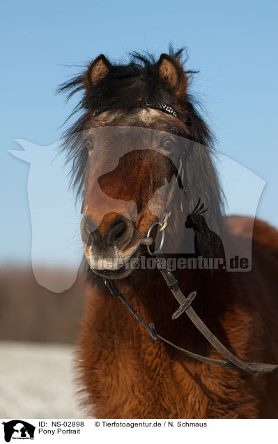 Pony Portrait / NS-02898