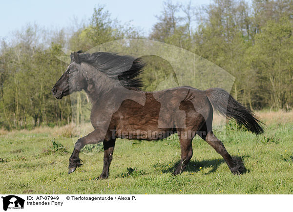 trabendes Pony / trotting Pony / AP-07949
