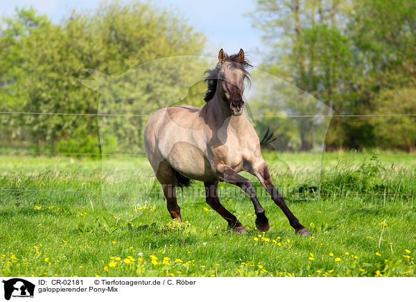 galoppierender Pony-Mix / galloping pony crossbreed / CR-02181