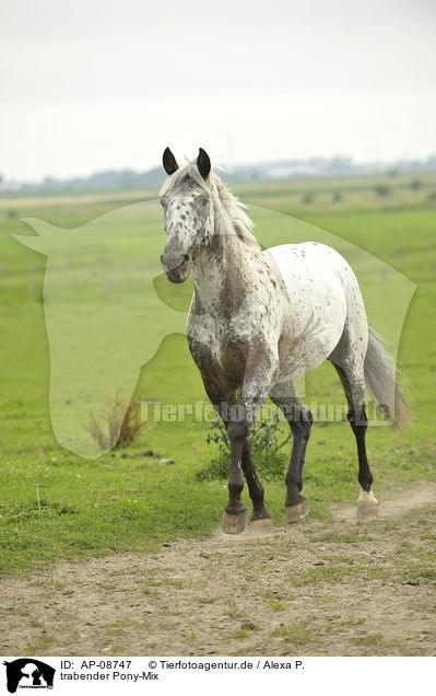 trabender Pony-Mix / trotting pony / AP-08747